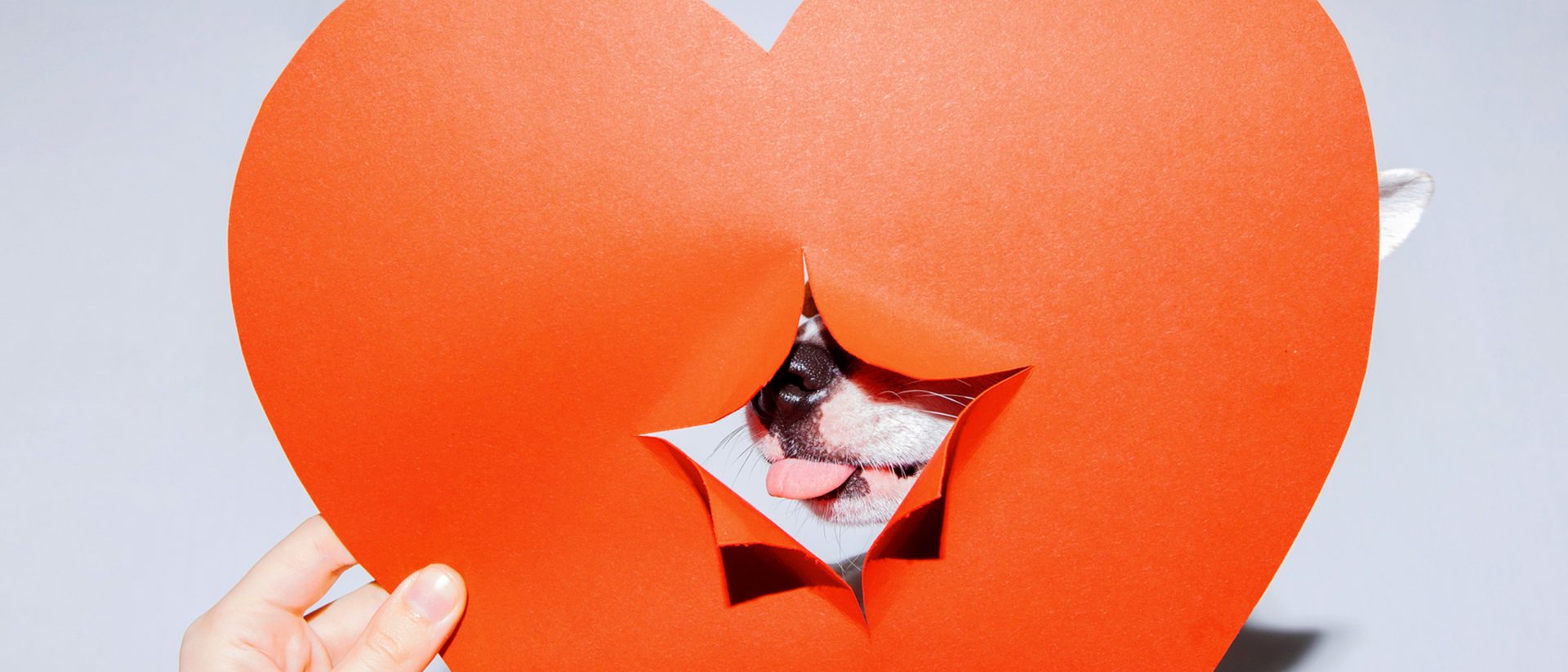 CPG pet food branding how loyalty is born Insights & Appetites